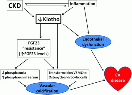 Factors That Increase Klotho (Protein) + Gene Associations