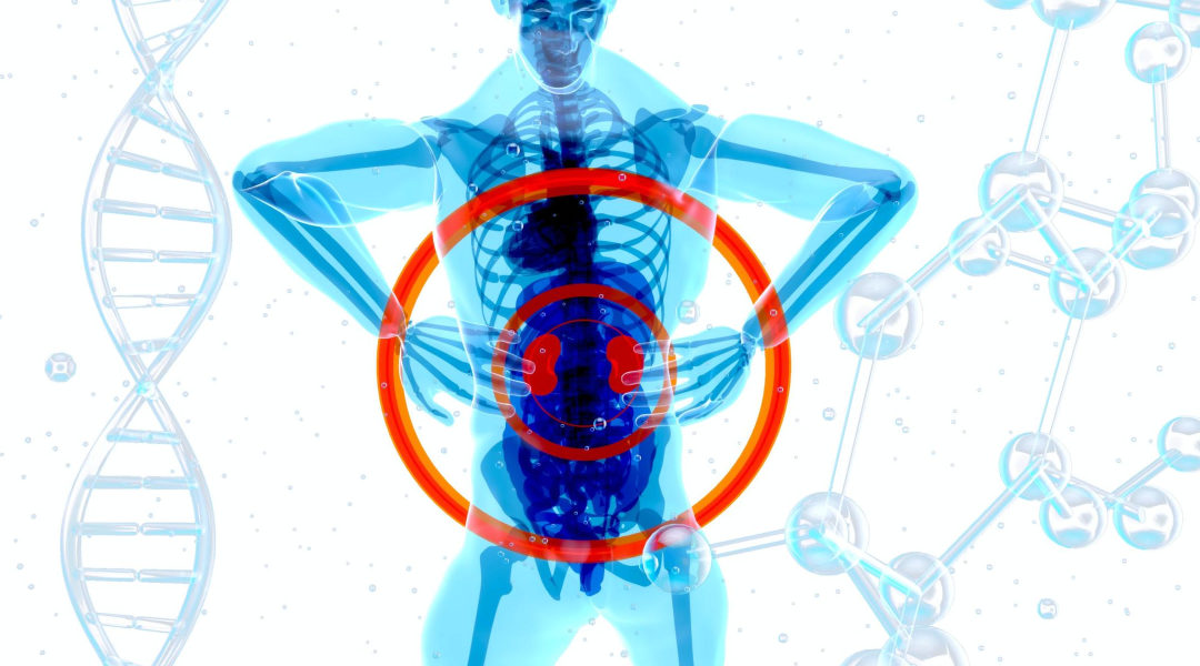The Role of Klotho in Chronic Kidney Disease