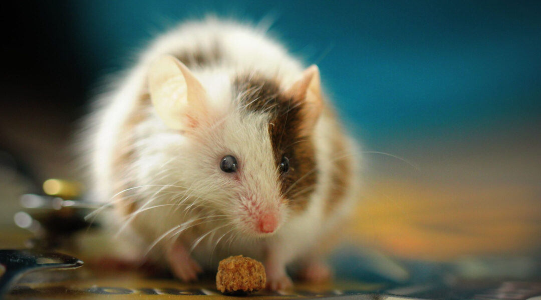 The Fountain of Memory: Klotho Proteins Rejuvenate Aging Minds in Mice